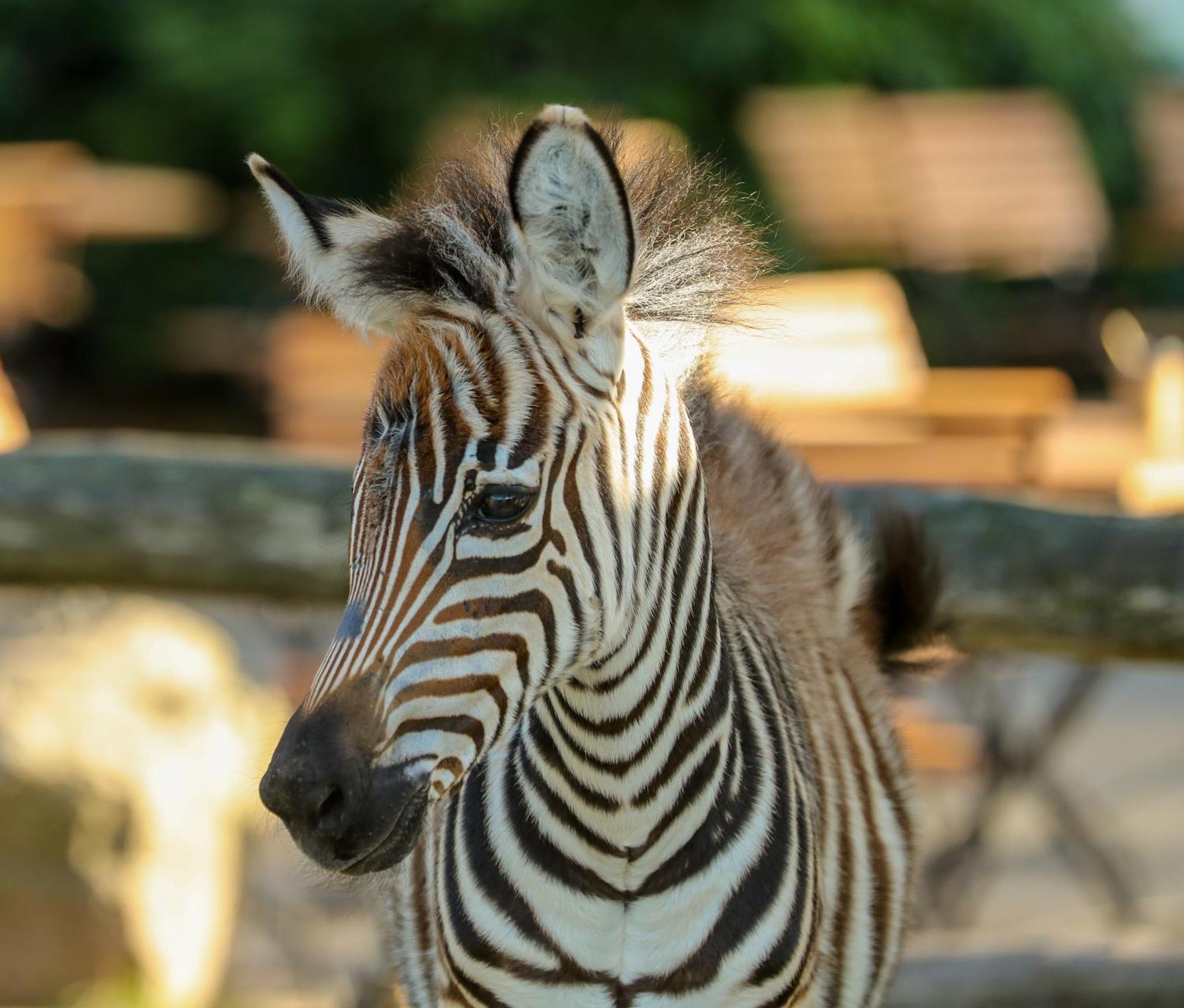 Tierpark Entdeckerhaeuser Wagenfeld Esterno foto